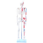 Medical Science 85cm Anatomical Skeleton Model For Anatomy Class With Painted Muscles