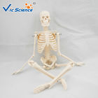 45cm Mini Anatomical Skeleton Model Anatomically Correct Skeleton 3d Model