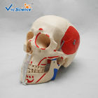 Simulation Training Anatomically Correct Skull VIC-104B Human Body Skull Life Size