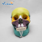 Professional Colored Human Skull Anatomy Skull Bones Anatomy 3d VIC-104C