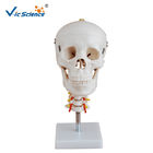 Medical Science Anatomical Skeleton Model  Skull With Cervical Spine VIC-135