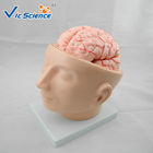 Human Skull And Brain Model With 8 Parts  VIC-104E  For  School Bilological Class