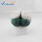 Advance Medical Human Brain Anatomy 3d Model For Teaching VIC-304A