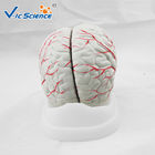 Advance Medical Human Brain Anatomy 3d Model For Teaching VIC-304A