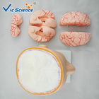 Commercial Teaching Head Brain Anatomy With Arteries VIC-318