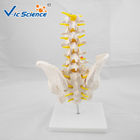 Bilological Vertebrae Anatomical Skeleton Model Pelvis With 5pcs Lumbar