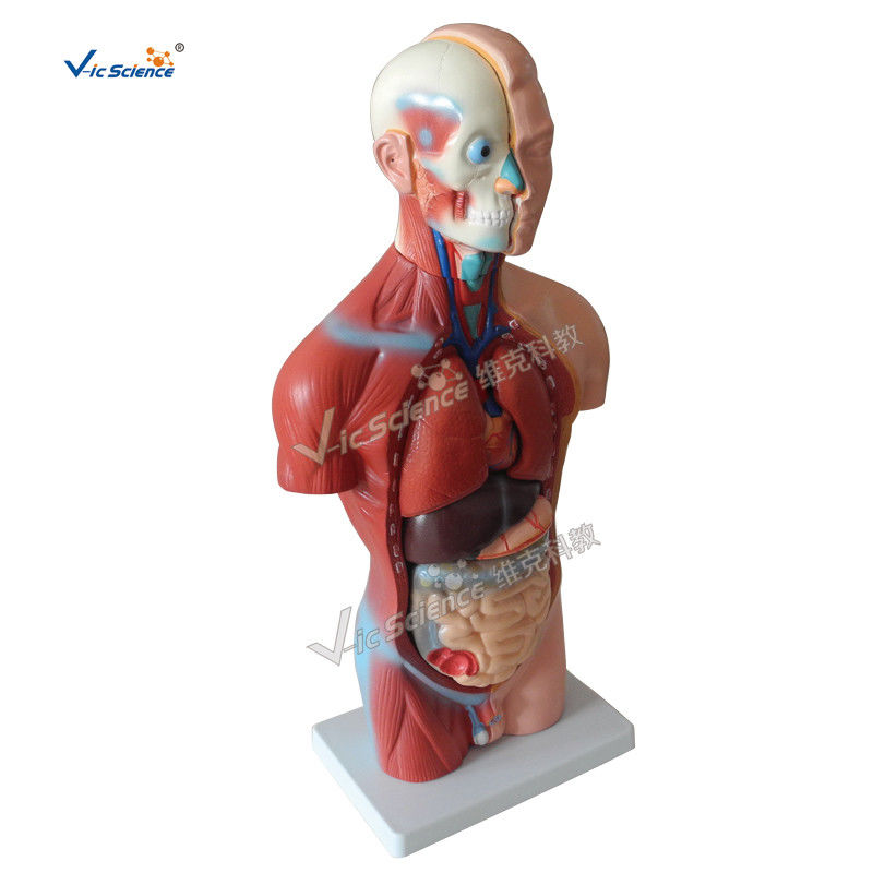 Bilological Human Torso Anatomy Model 42cm Sexless Torso 18 Parts